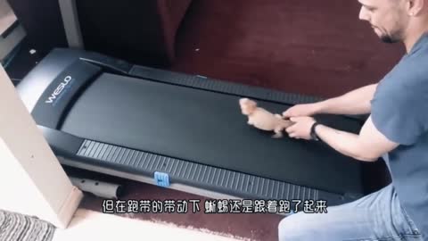Animals on the treadmill