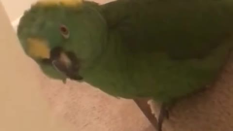 Caught my parrot performing! Singing parrot 🦜