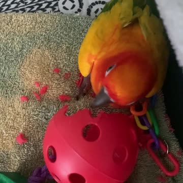 Parrot hilariously shakes his head just like a sprinkler