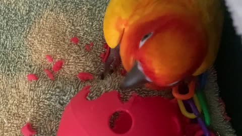 Parrot hilariously shakes his head just like a sprinkler