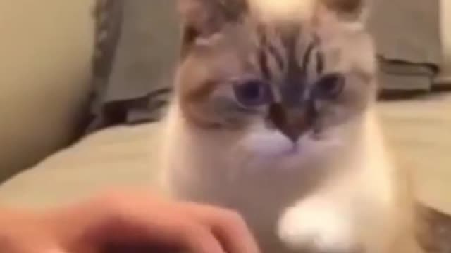 The funniest and cutest pets gathered in one video - part 2