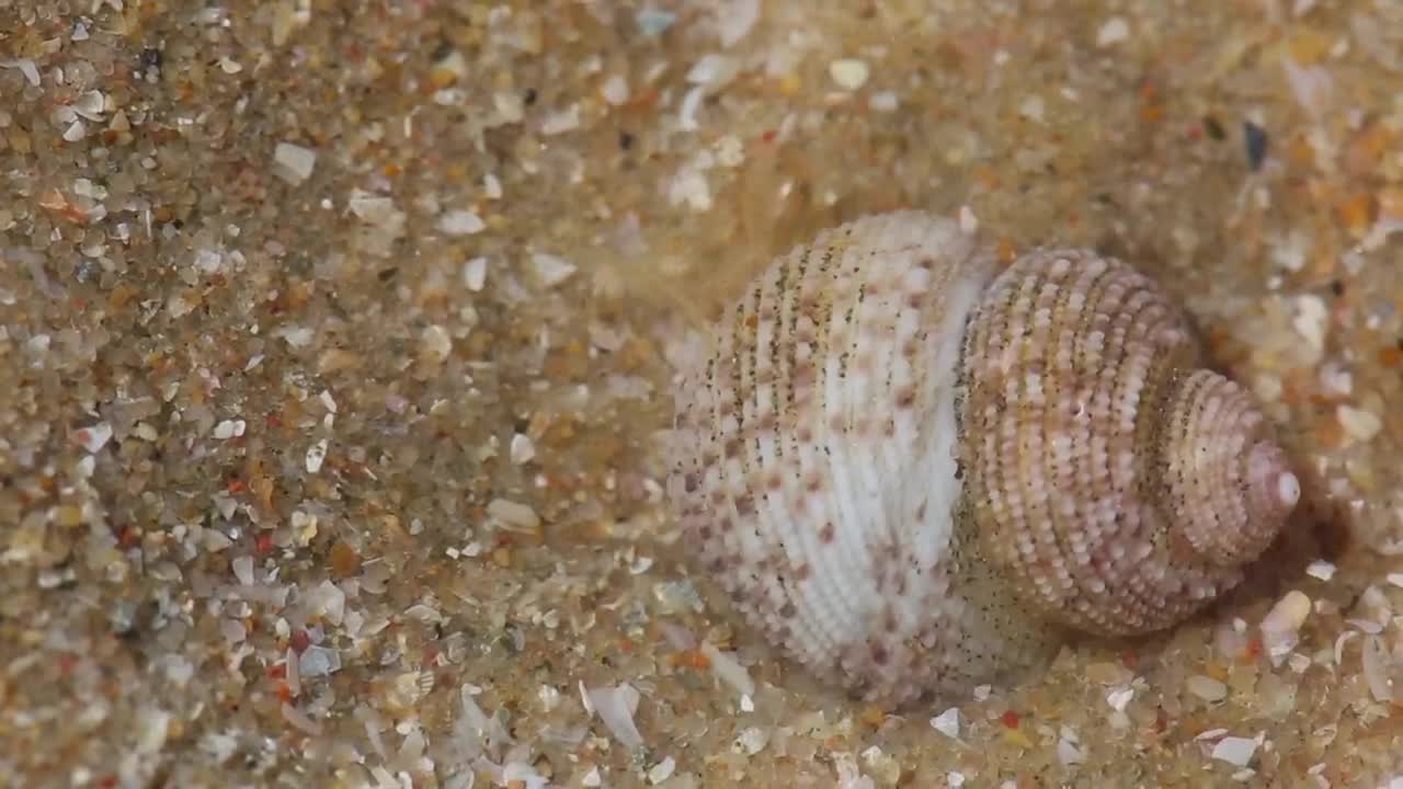 Crab in a shell hidding in the sand