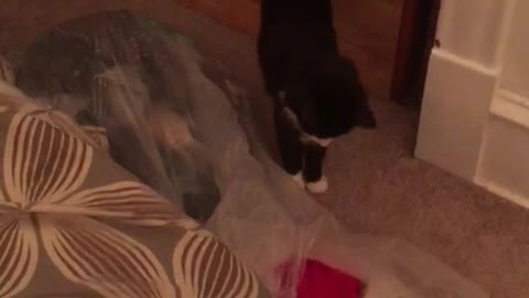 Black and white cat scared by shocker firework