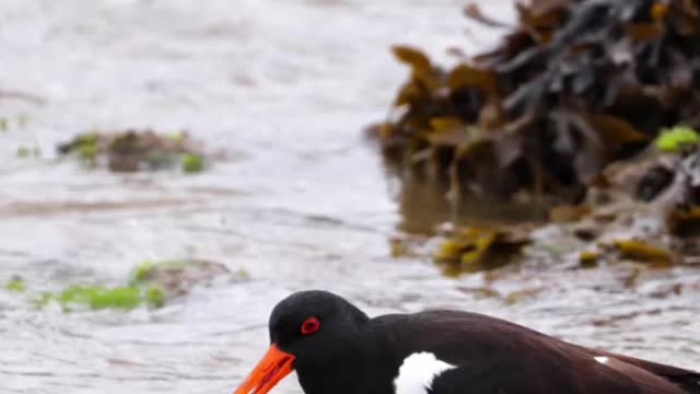 Europian oystercatcher