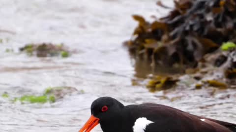 Europian oystercatcher