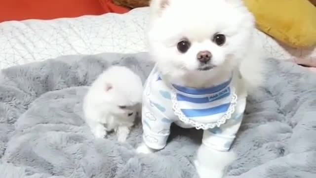 Click here to see the cute puppy