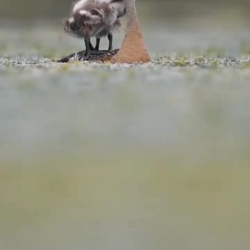 Beautiful bird baby future