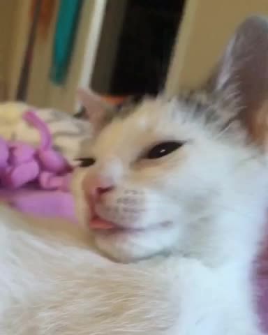 Foster kitten with a serious blep