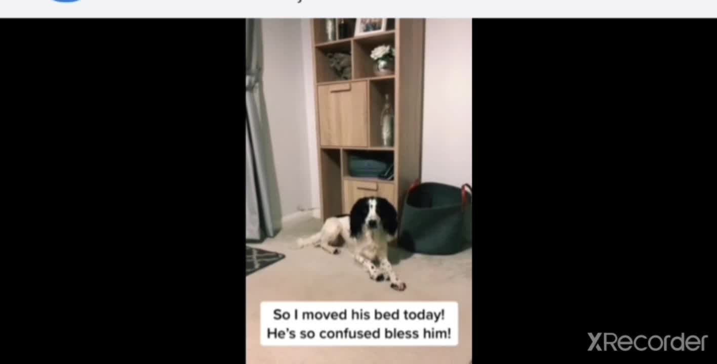 Pup adorably confused after owner moves his bed.?