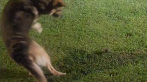 Big Frog VS German Shepherd