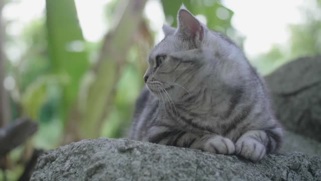 Cute cat | best cat | love cat | fanny cat