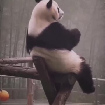 What a sad bear on tree😳