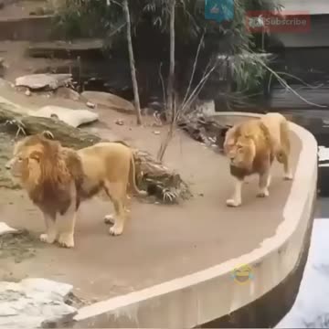 Lion steps of the edge and falls in!