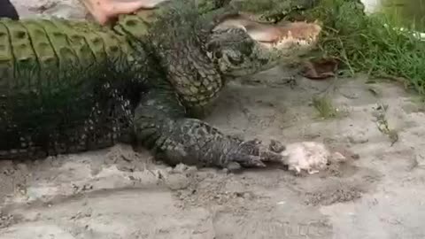 The alligator couldn't catch the chicken, so he got upset, freaked out, and left.