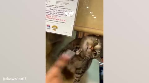 Cats with Comedy Chops 😆