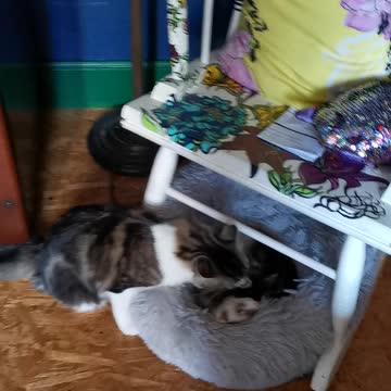 Kitten wants to play with sleepy ferret