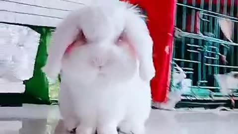 Cute Baby Bunny Rabbit#