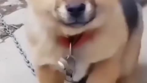 Funny dogs comments video