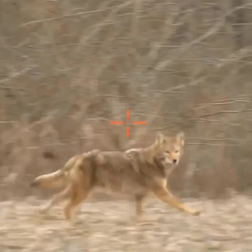 HUNTING || Coyotes | shorts | #024