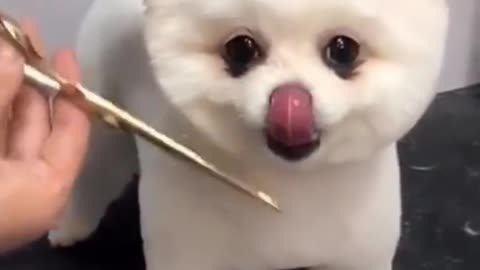 A collection of teacup Pomeranian's cutest moments