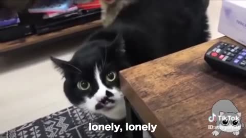 Funny Cats talking, Cats talking better that hooman!!