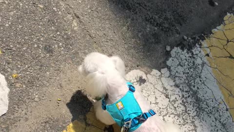 A cute little puppy taking a walk.