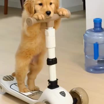 Puppy driving a kickboard😱🐶