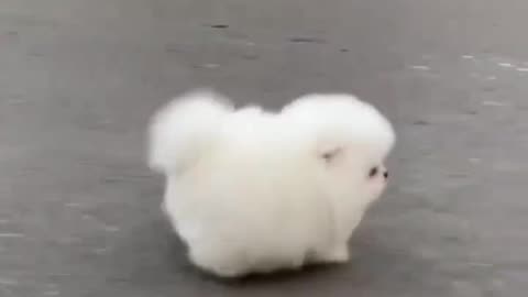 Sweet dog running