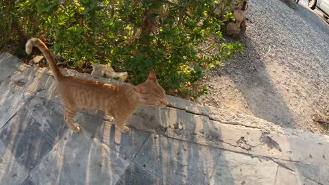 ED SHEERAN & MICHAEL JACKSON - Homeless cats in Ras Al Khaimah, UAE #cat #EdSheeran #MichaelJackson