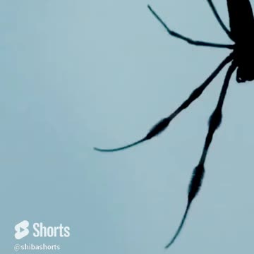 What are these scary spiders?