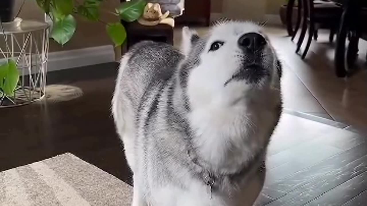 Funny animals