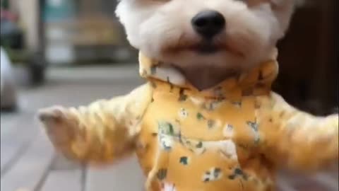 tea cup Adorable Puppy Dancing to the Beat | Cutest Puppy Dance Moves!