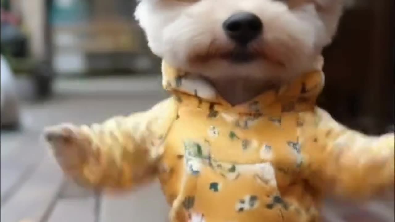 tea cup Adorable Puppy Dancing to the Beat | Cutest Puppy Dance Moves!