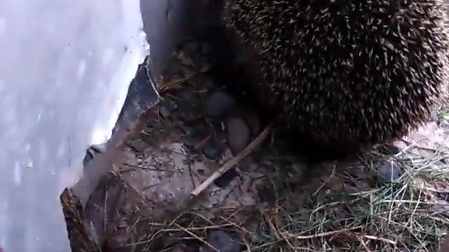 Hedgehog mother looking for place for her kids