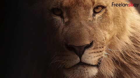 The Lion Attitude - What makes lion "The King" | lessons from Lion | Very deep and Inspiring story