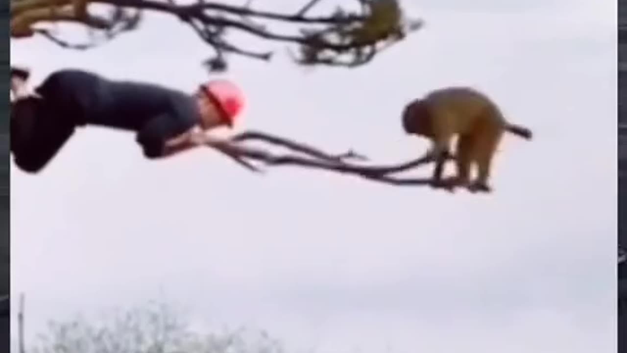 Funny Monkey