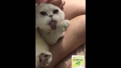 FUNNY Animals ★ Best Acting of Smart Animals | Part 3
