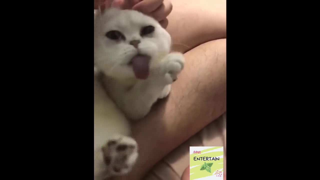 FUNNY Animals ★ Best Acting of Smart Animals | Part 3
