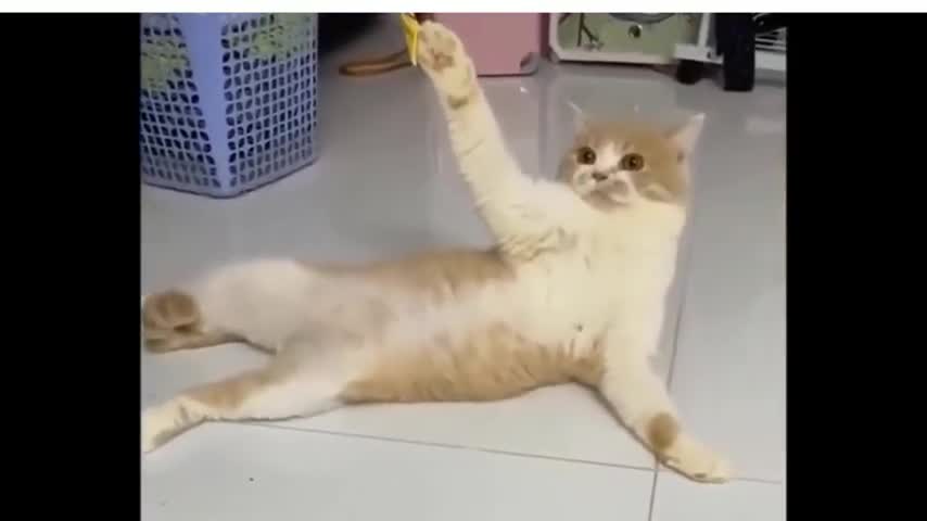 cat funny, cat videos, cat and dog, cat happy