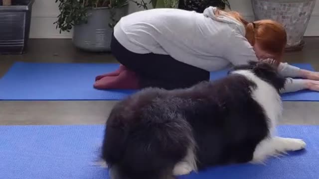 AN AUSTRALIAN SHEPERD ALSO DOING YOGA