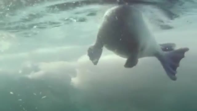 Beutiful footage of this female harp seal in ocen .