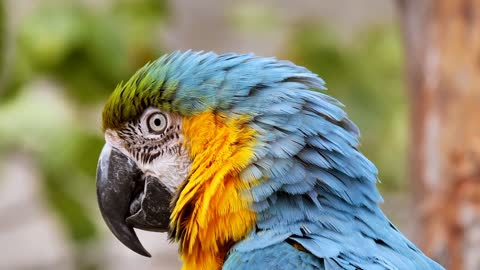 Macaw, beautiful bird of the Amazon forest