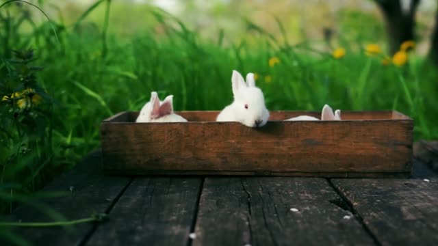 Cute Bunnies in the Wooden Containers