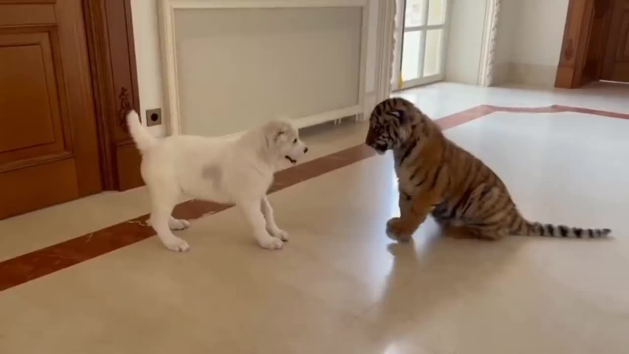 Cute Baby dog vs Cute Baby Tiger very Funny