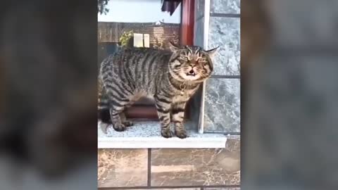 Funny cats talking