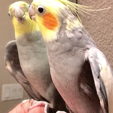 very beautiful!! I love all kinds of parrots !!