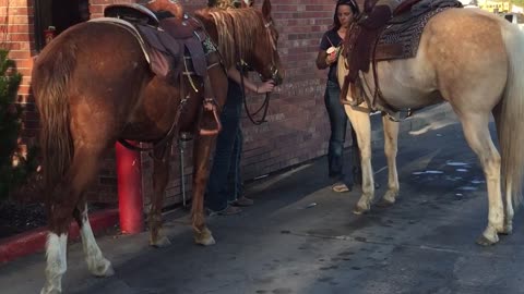 This is how horses cool off in Montana