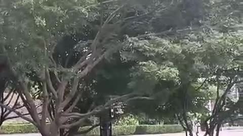 The vitality of trees is always shocking
