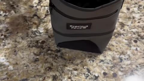 The best Dog treat training pouch for your puppy!