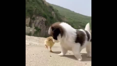 Funny puppy video-tasauod | Funny Dog